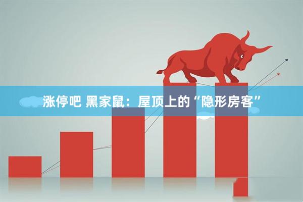 涨停吧 黑家鼠：屋顶上的“隐形房客”
